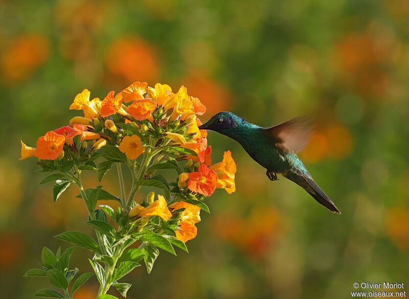 Sparkling Violetear