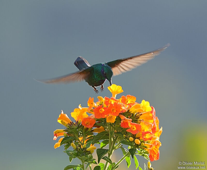 Colibri anaïs