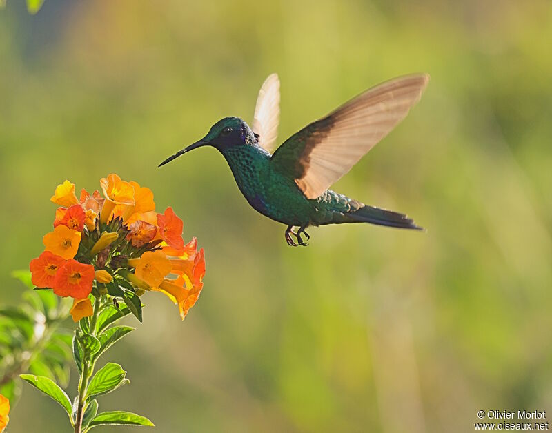 Sparkling Violetear