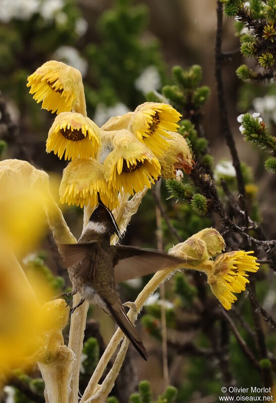 Green-bearded Helmetcrest male