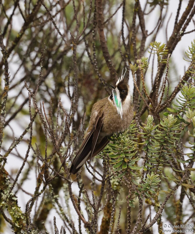 Green-bearded Helmetcrest male