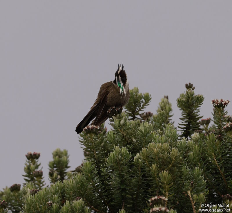 Green-bearded Helmetcrest male