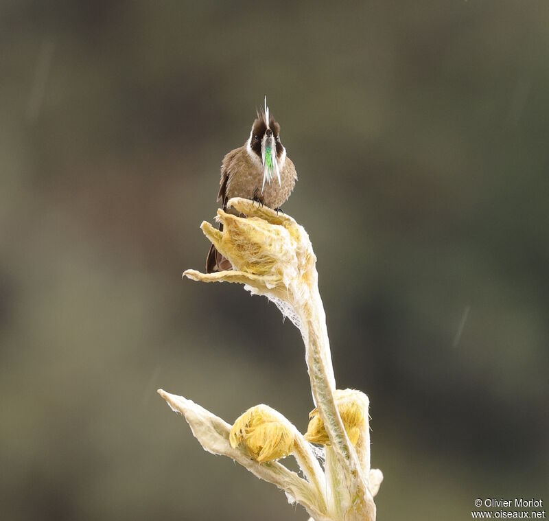 Colibri casqué mâle