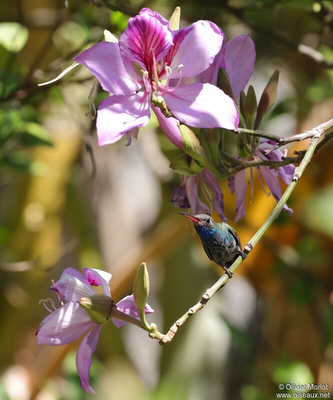 Broad-billed Hummingbird male immature