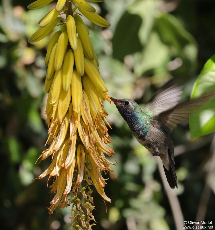 Colibri circé mâle immature