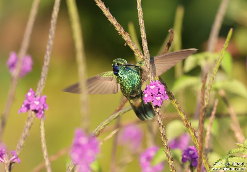 Colibri cyanote