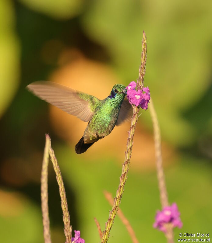 Colibri cyanote