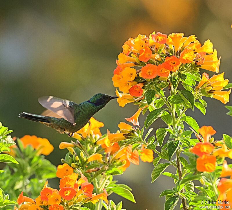 Colibri cyanote