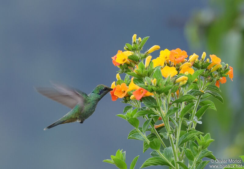 Colibri cyanote