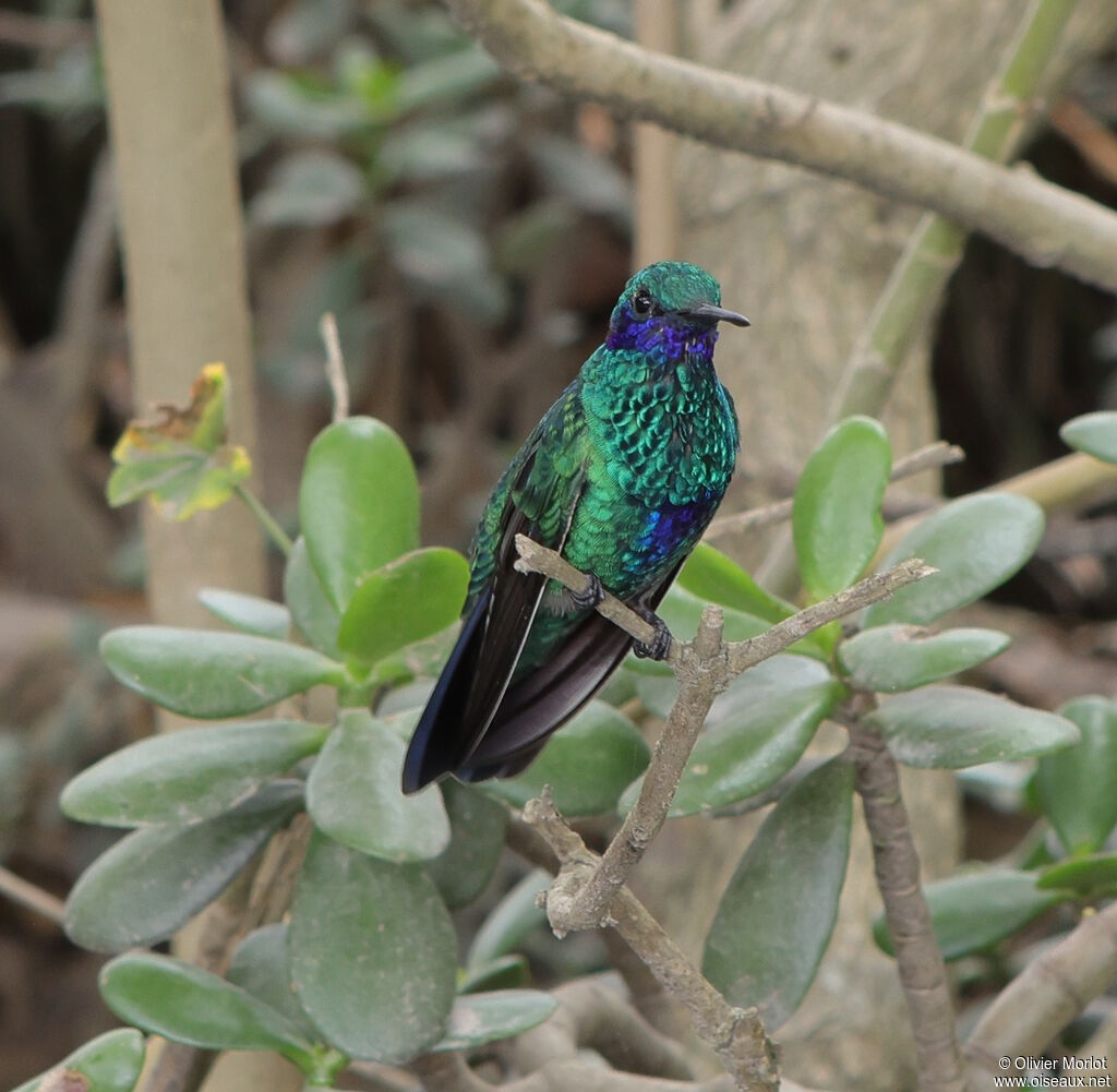 Colibri d'Anaïs