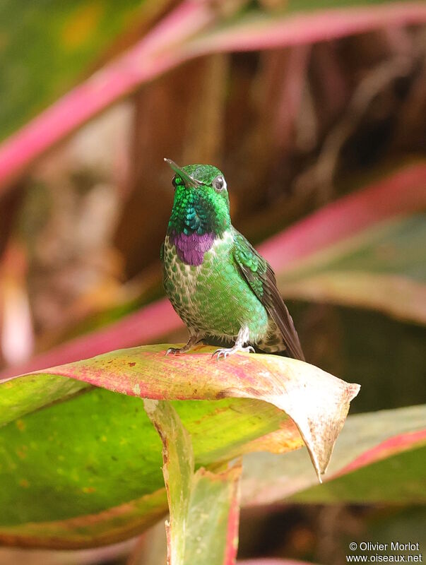 Purple-bibbed Whitetip male