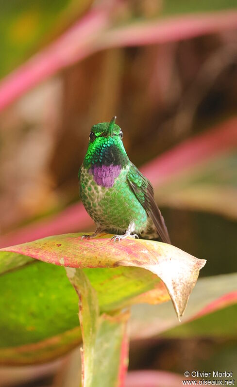 Colibri de Benjamin mâle