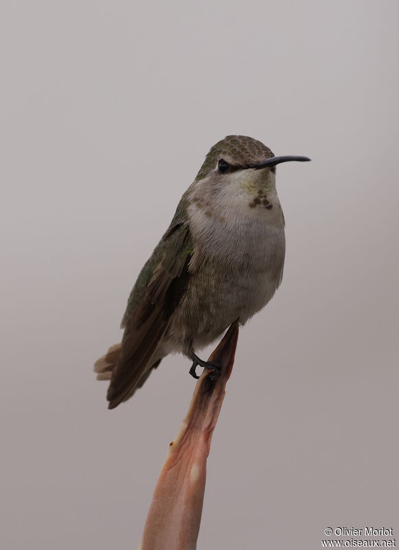 Costa's Hummingbird female