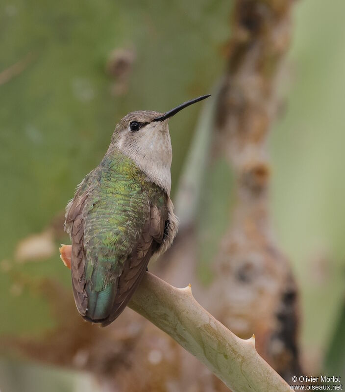 Costa's Hummingbird female