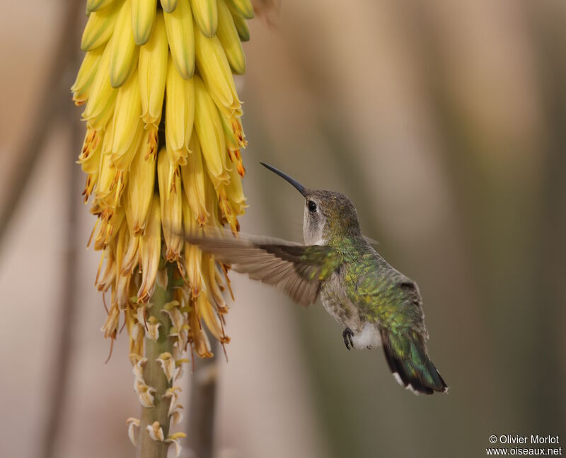 Costa's Hummingbird female