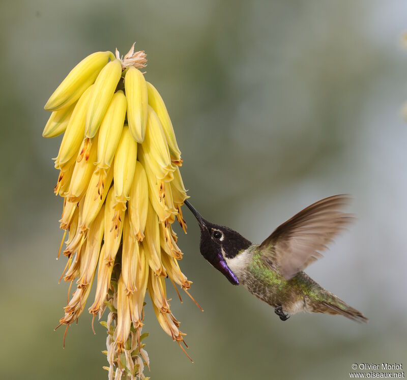 Costa's Hummingbird male