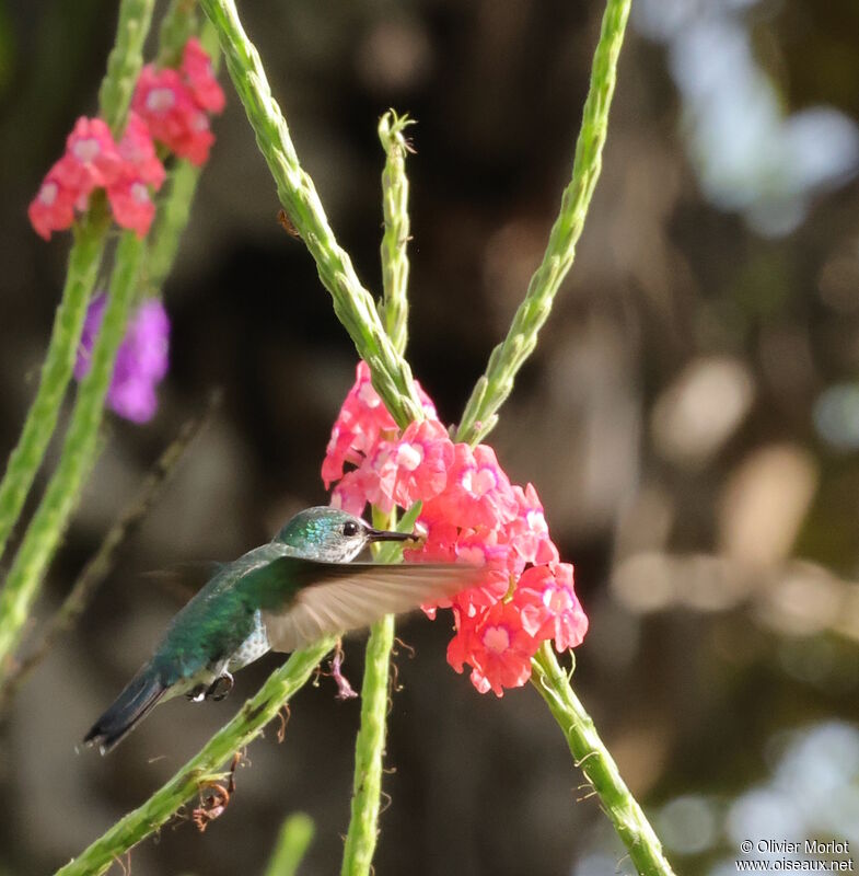 Colibri de Cuvier