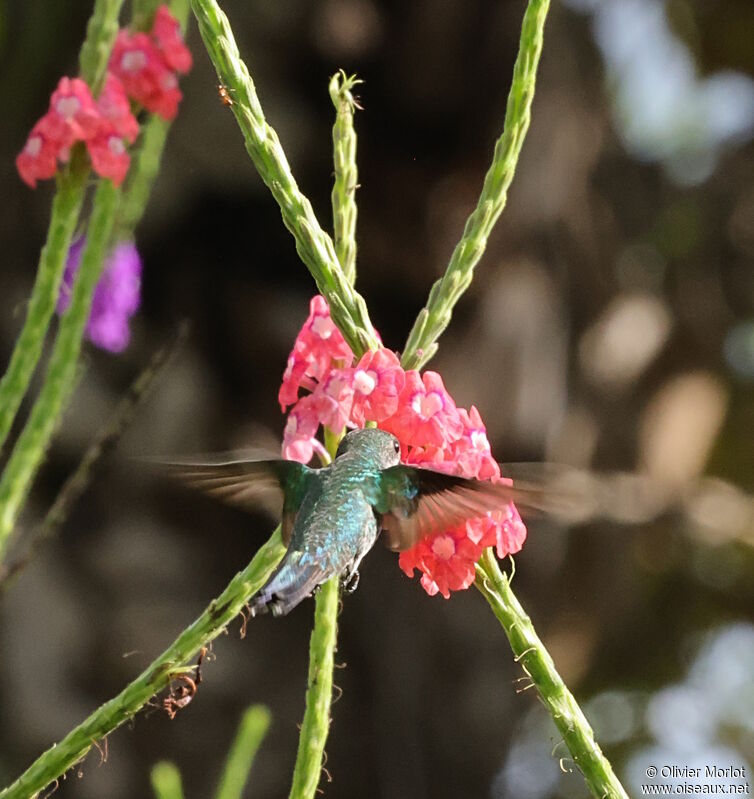 Colibri de Cuvier