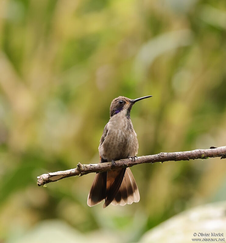 Colibri de Delphine