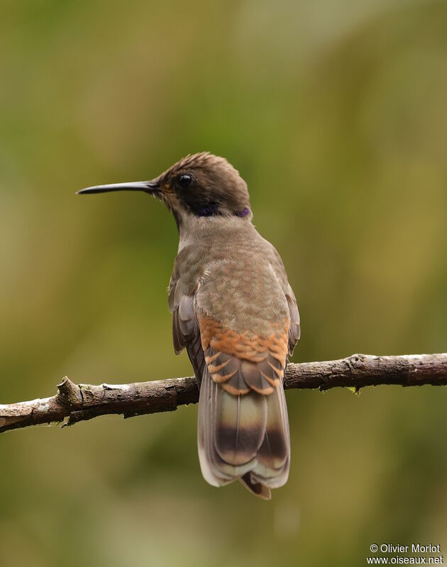 Brown Violetear