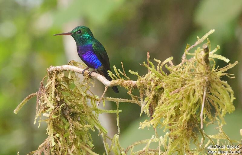 Colibri de Julie