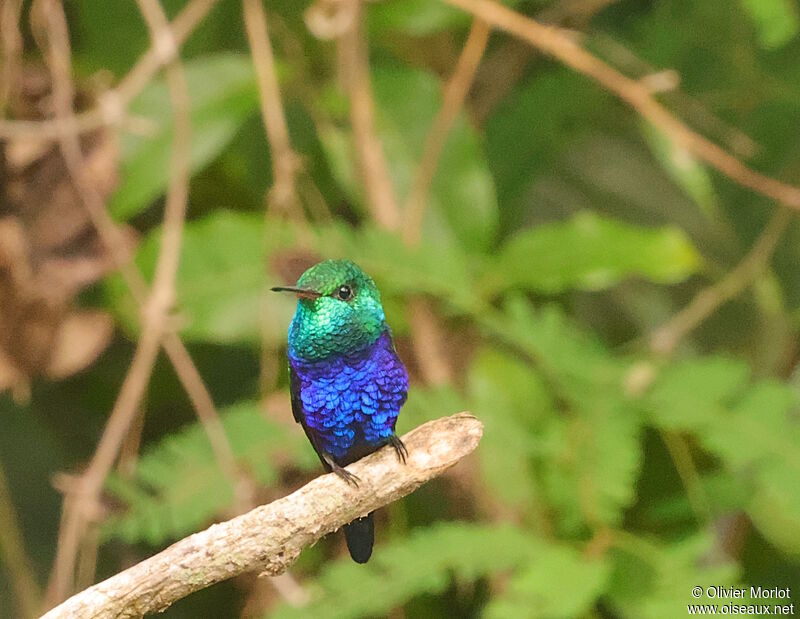 Colibri de Julie