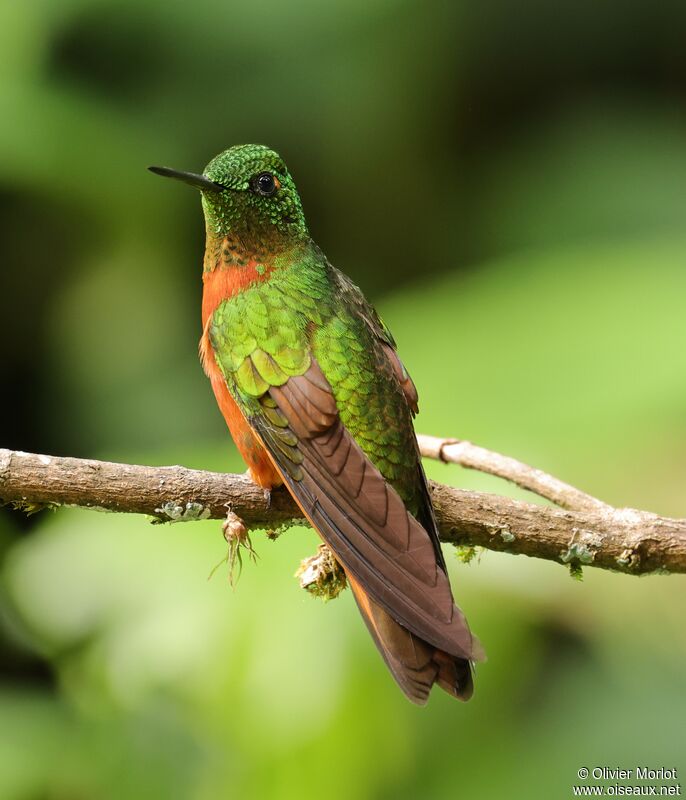 Chestnut-breasted Coronet