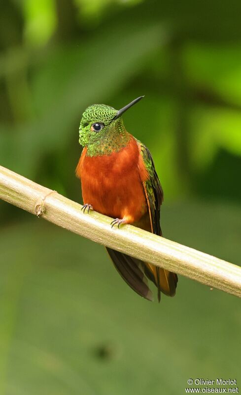 Colibri de Matthews