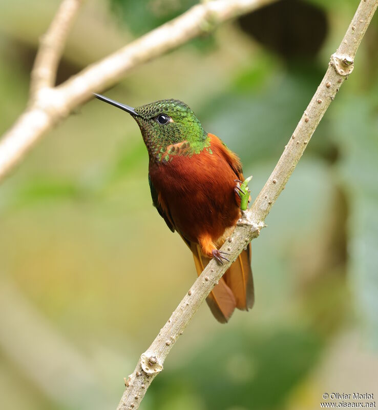 Chestnut-breasted Coronet