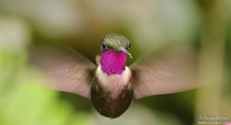 Purple-throated Woodstar