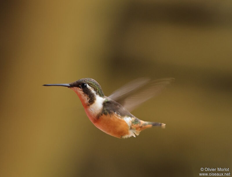 Colibri de Mitchell femelle