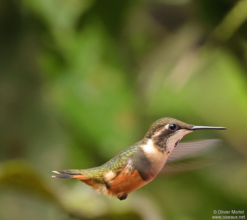 Purple-throated Woodstar female