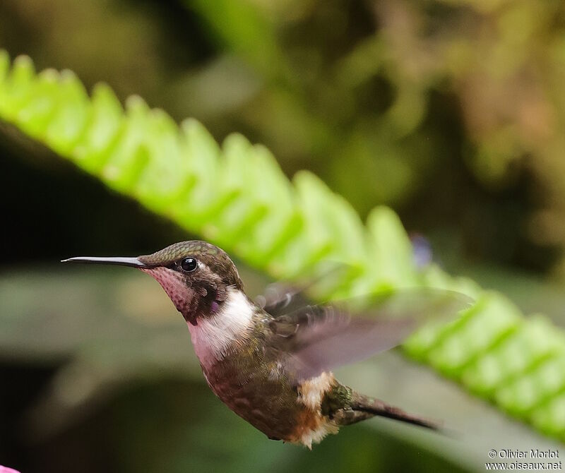 Purple-throated Woodstar male immature