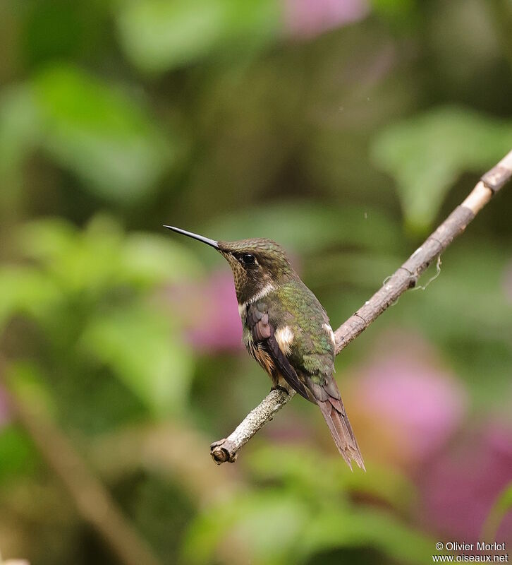 Purple-throated Woodstar male