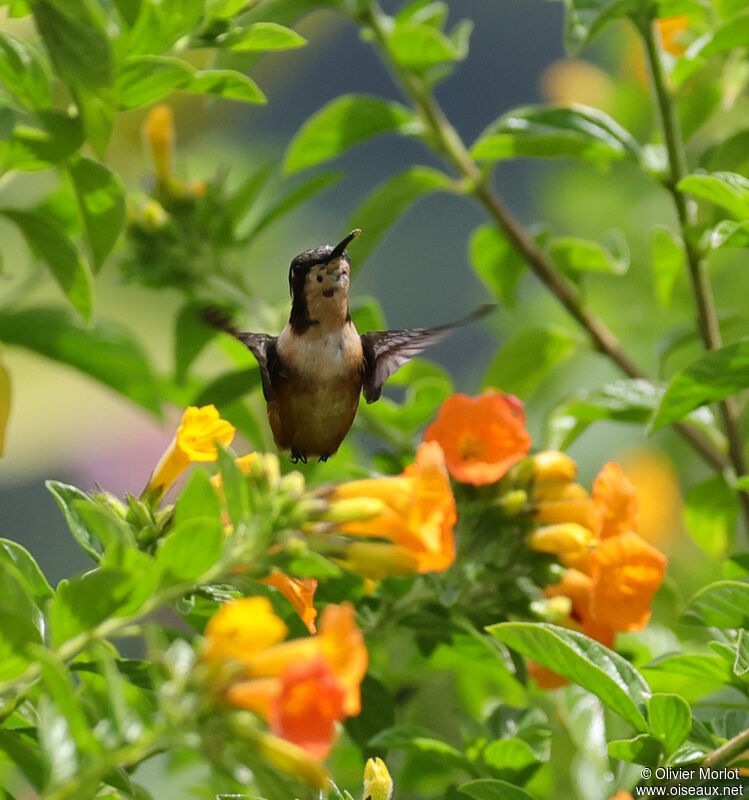 White-bellied Woodstar female