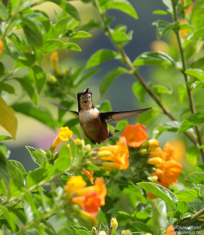 Colibri de Mulsant femelle