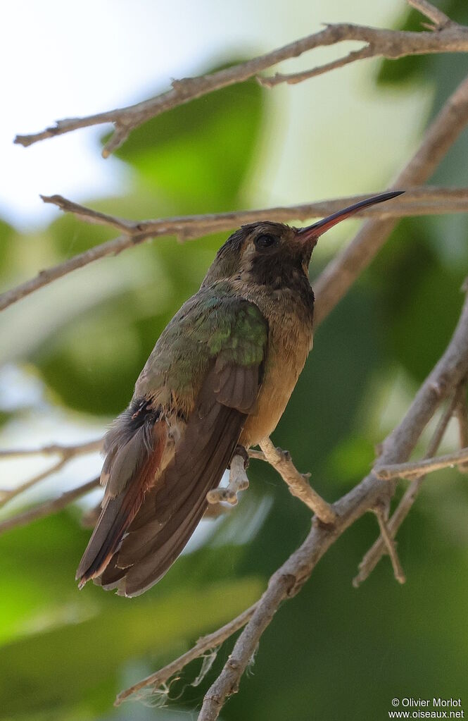 Xantus's Hummingbird