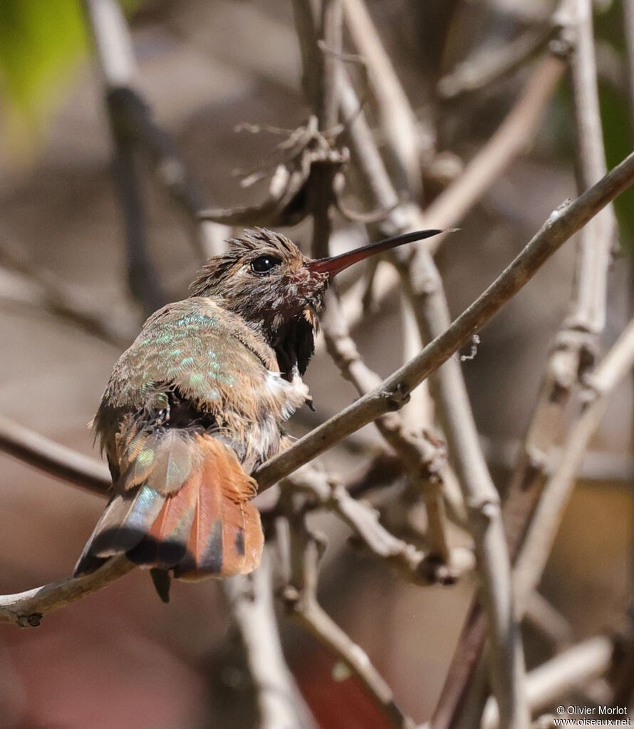 Xantus's Hummingbird