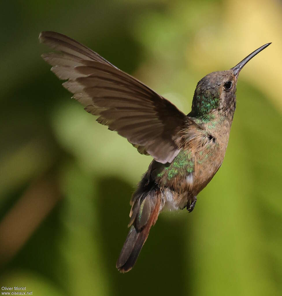 Xantus's Hummingbird