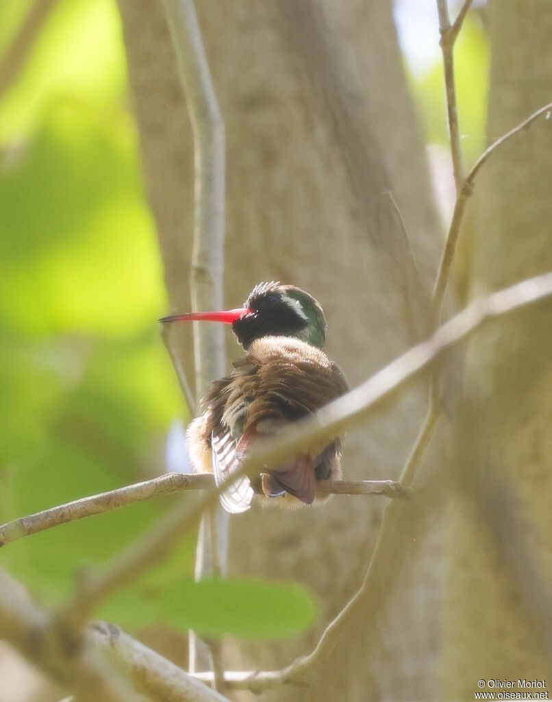 Xantus's Hummingbird