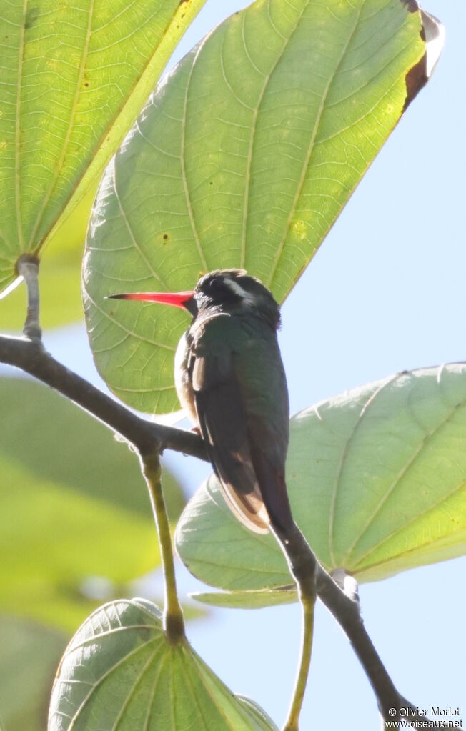 Xantus's Hummingbird