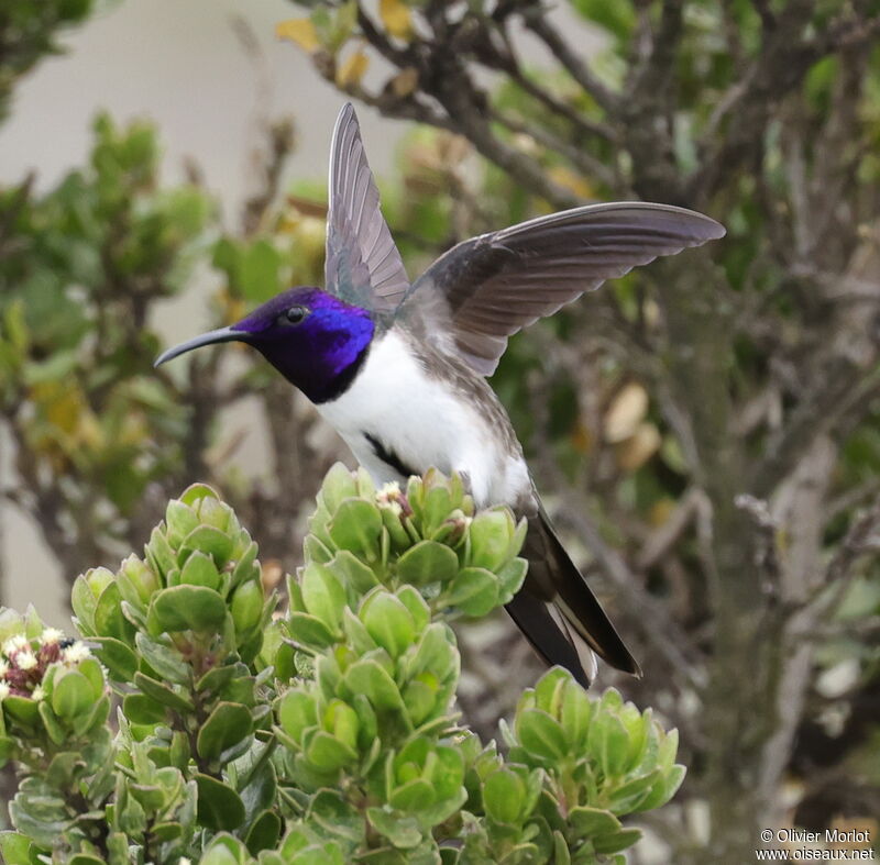 Ecuadorian Hillstar