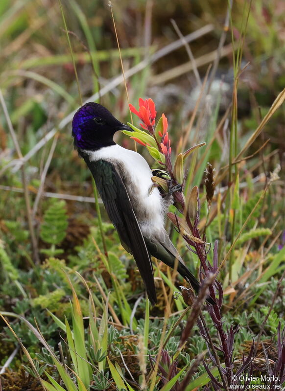 Colibri du Chimborazo