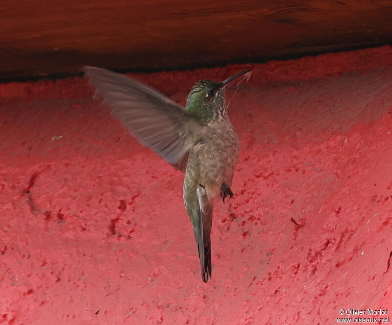 Colibri du Chimborazo