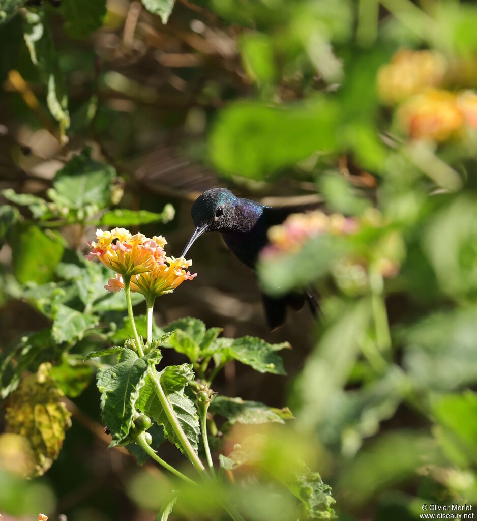 Colibri faux-saphir mâle