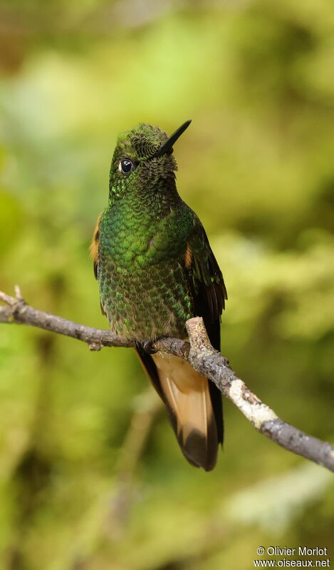 Colibri flavescent