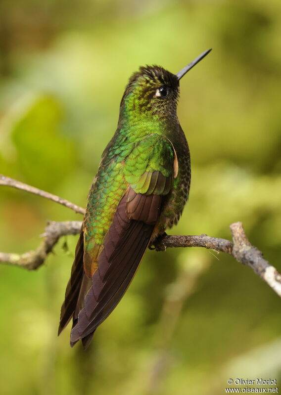 Buff-tailed Coronet