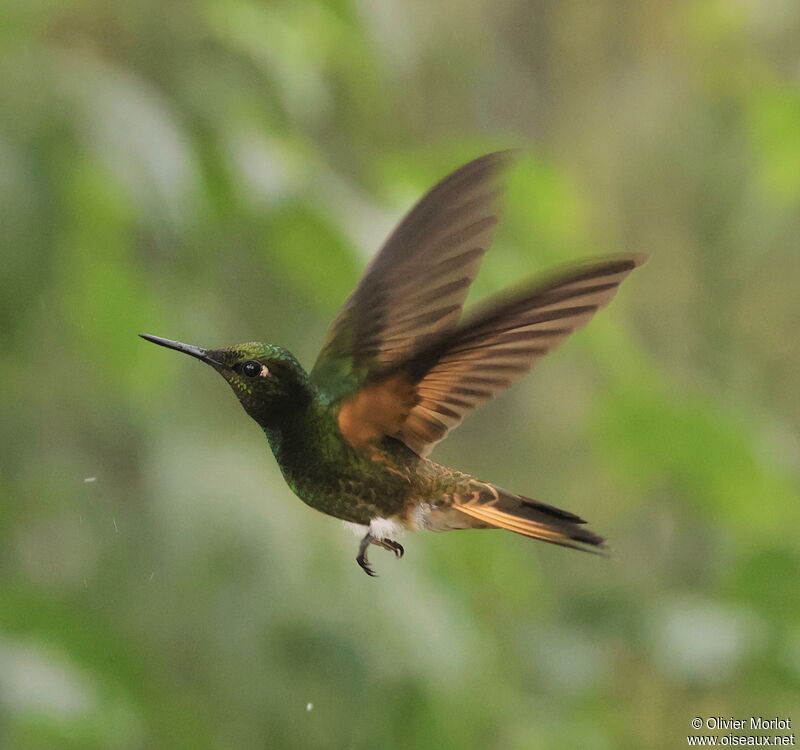 Buff-tailed Coronet