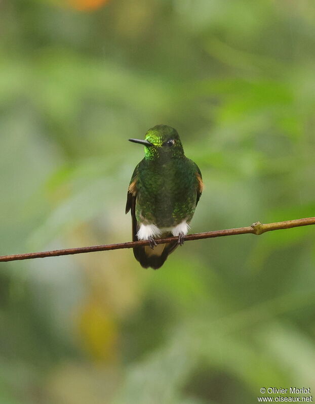 Colibri flavescent