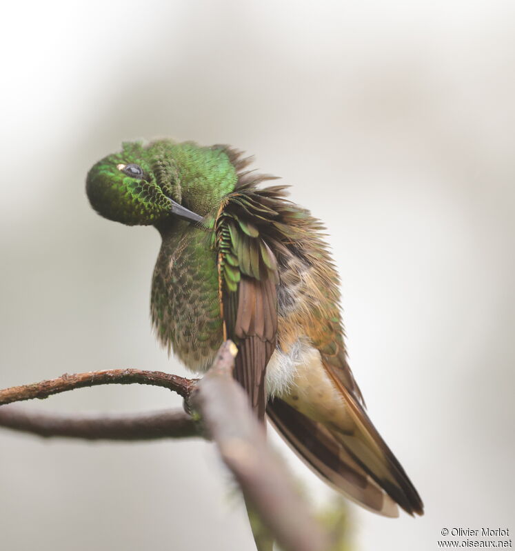 Buff-tailed Coronet